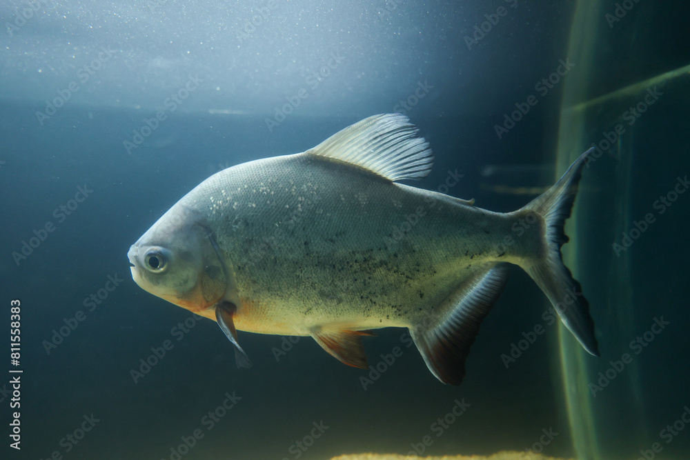 Fototapeta premium Red bellied piranha fish swimming calmly in clear water swimming in the aquarium. Aquarium fish closeup in Kerala India.