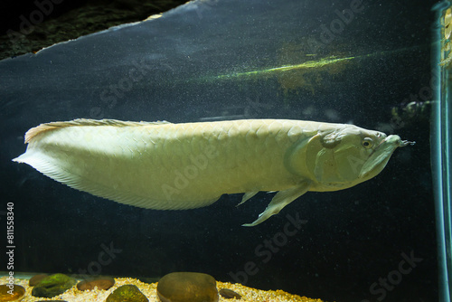 Big long Aquarium fish Silver arowana  Osteoglossum bicirrhosum tropical freshwater fish Osteoglossidae family.  Swims near surface of water