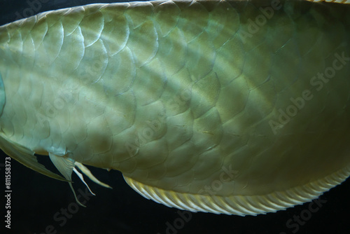 Fish skin closeup. Big long Aquarium fish Silver arowana  Osteoglossum bicirrhosum tropical freshwater fish Osteoglossidae family.  Swims near surface of water photo