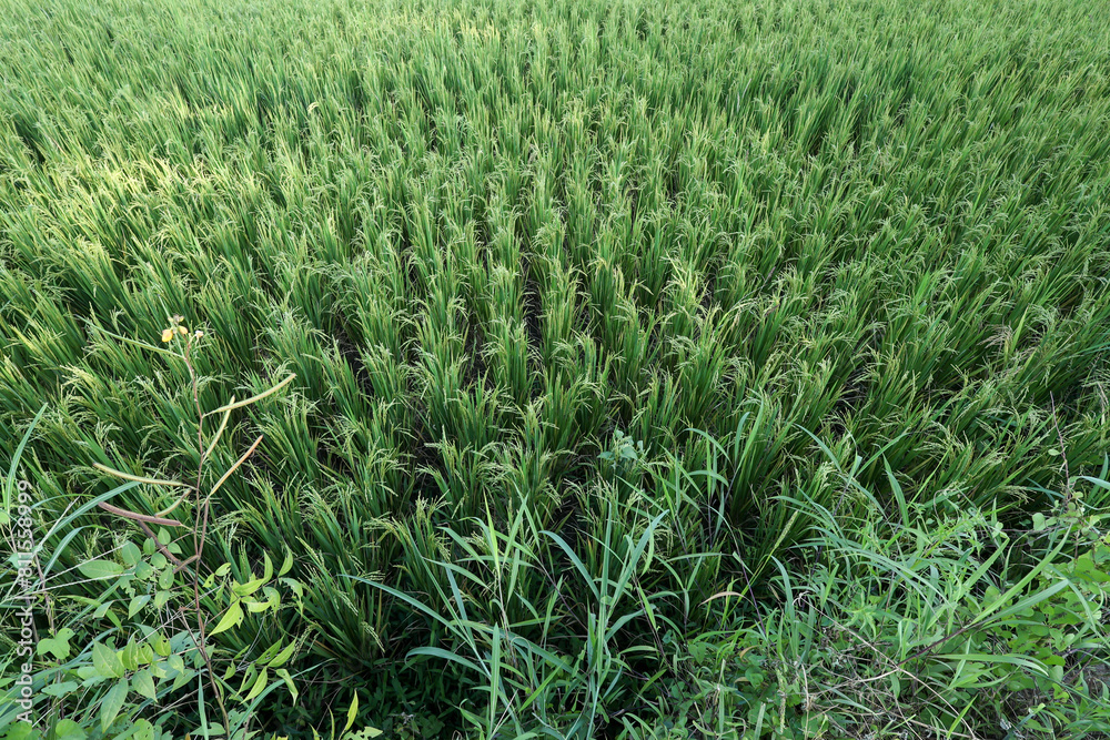 Paddy field at Palakkad Kerala South India. Indian rice field. Rural scenery green farmland fields Paddy field at Palakkad Kerala South India. Indian rice field. Rural scenery green farmland fields