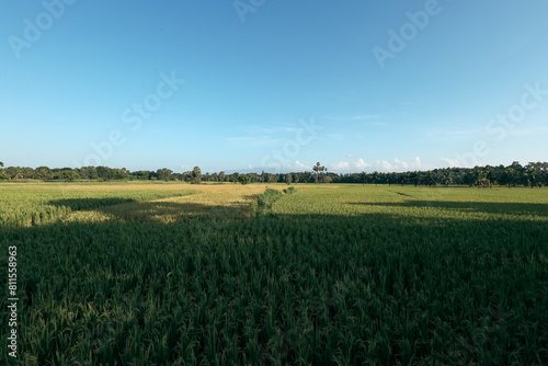 Paddy field at Palakkad Kerala South India. Indian rice field. Rural scenery green farmland fields