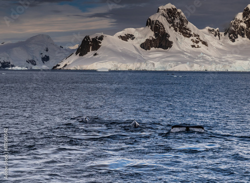 Antarctic landscape with diving humpback whales