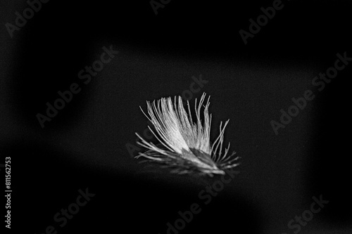 The contrast of the black background with the white feather creates a striking visual effect. The feather symbolizes the lightness and warmth associated with down jackets.