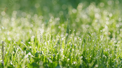 Wet Spring Green Grass Background With Dew Lawn Natural. Fresh Green Grass With Dew. Pan.