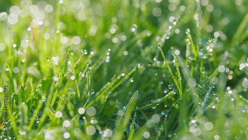 Freshness Of Spring. Shiny Raindrops On Lushly Growing Garden Grass On A Sunny Day. Pan.