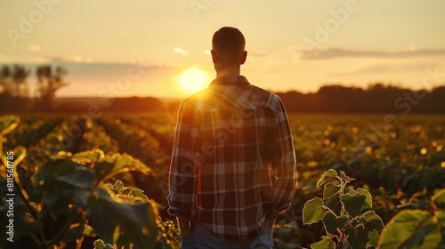 Rear view of young farmer standing in filed examining soybean corp at sunset, photo