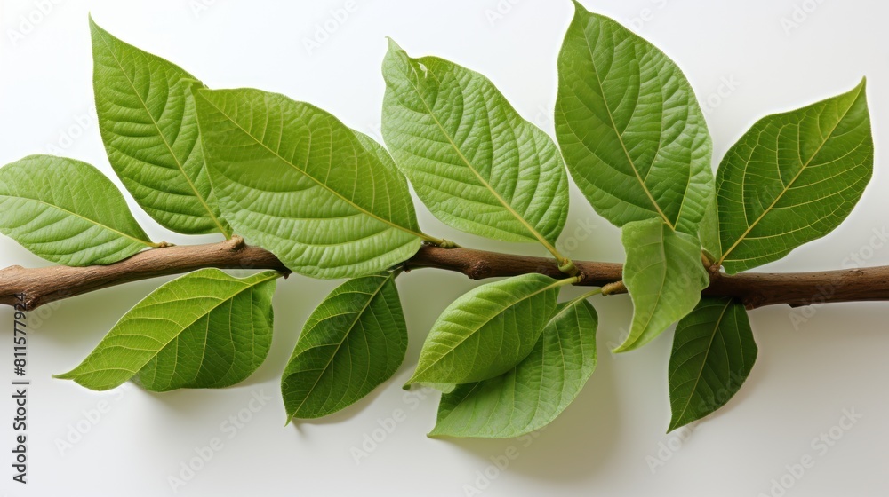 Fototapeta premium leaves on white