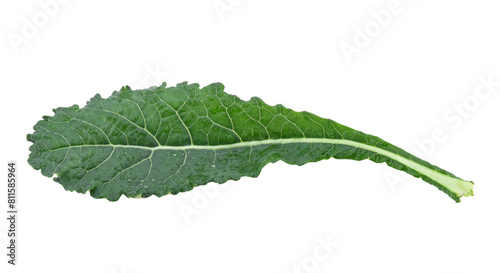black kale, italian kale, tuscan kale, lacinato, dinosaur on transparent png