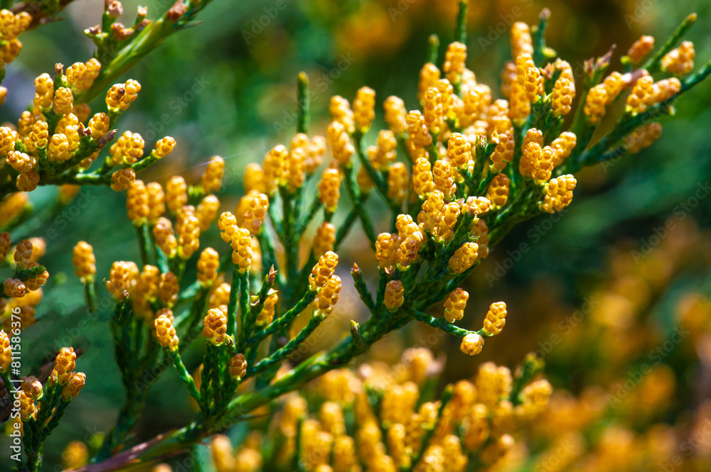 Junipers are hardy and droughtresistant plants. They are commonly used