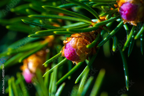 Close-up shots of pink pine cones for a serene reminder of the beauty of nature. Capturing the renewed energy of the spring season through photography. Exploring the artistry of nature