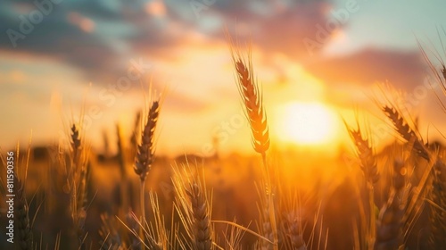 wheat field at sunset  aesthetic look