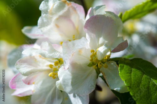 Stunning close up of pink apple blossom. The exhibition features delicate and beautiful works of nature. A mesmerizing visual feast for the eyes