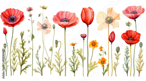 Watercolor Hand-Drawn Floral Collection on Transparent Background. photo
