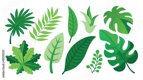  Jungle leaves. Cartoon different tropical plants. Palm  banana  monstera. Botanical green foliage elements. Summer paradise exotic leaf on white background. Vector set