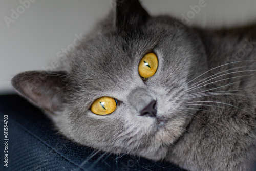 A grey cat with yellow eyes is laying on a black surface