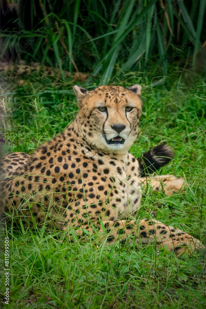 Close-up of cheetah -Acinonyx jubatus- lying down