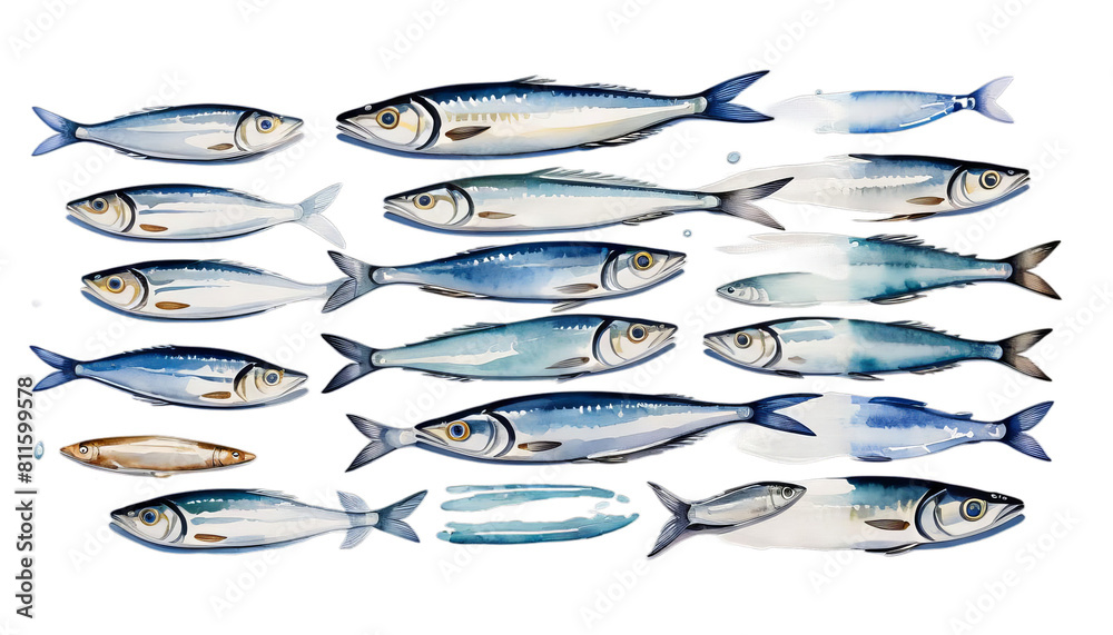 thin drawn illustration hand colors long body view top paint smelts fish closeup single watercolor small whole watercolour smelt fishing isolated drawing anchovy sardine food fresh white background