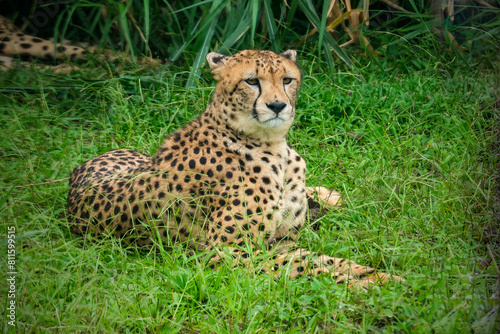 Close-up of cheetah -Acinonyx jubatus- lying down photo