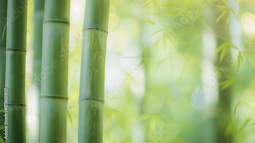 background of green bamboo in the morning rays. close-up of a fragment of a bamboo forest  half of the frame in blur place for text. bamboo trunks with leave. mocap for natural cosmetics  copy space