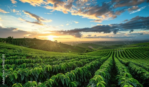 Plantation field with vegetables, scenic landscape agriculture, farmland, created with AI