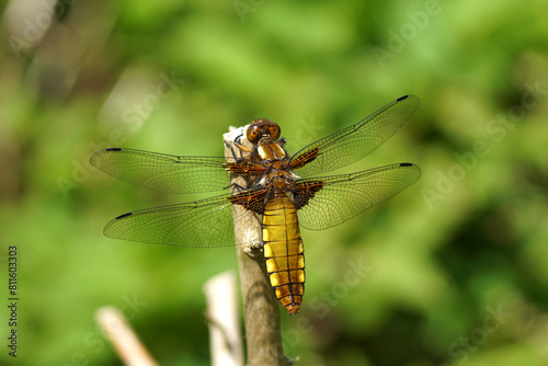 Female Libellula depressa, the broad-bodied chaser or broad-bodied darter, family Libellulidae. On the end of a dead branch of a shrub. Netherlands, May. photo
