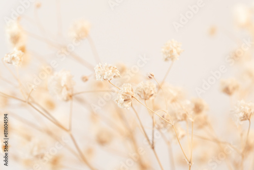 Beautiful Gypsophila flower in vintage style on light background macro