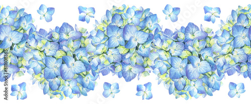 Seamless border with blue hydrangea on a white background. Watercolor illustration of summer flowers in botanical style