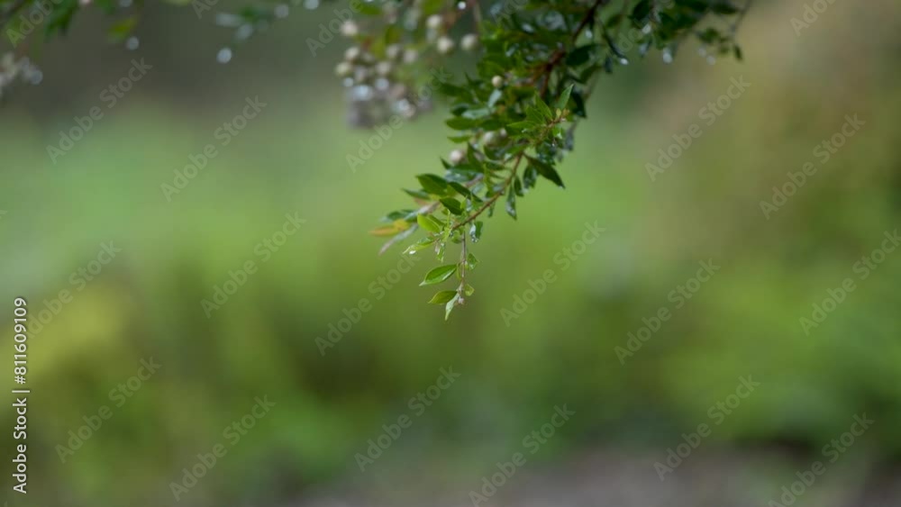 Rain drops falling on leaves. Raining in forest. Shower droplets raining onto tree branches.