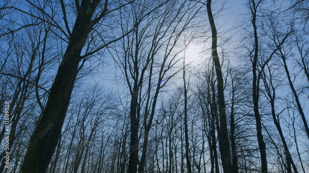 Fototapeta premium Trees Are Beautiful. Silhouetted Against A Vivid Blue Sky. Tree Against A Clear Blue Sky. Warm March Spring.