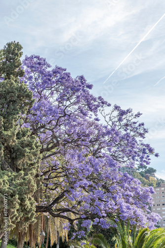A beautiful Jacaranda tree in bloom near the Alcazaba in Malaga, Spain