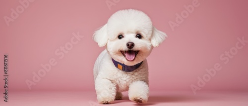 Portrait of cute joyful Bichon Frise . pet dog animal © Eureka Design