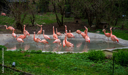 Slika na platnu Flock of flamingos in concrete pond.