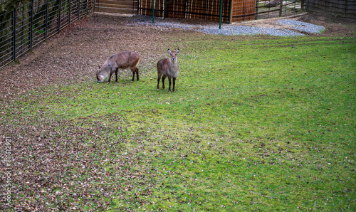 Two Waterbuck are grazing on green grass. photo
