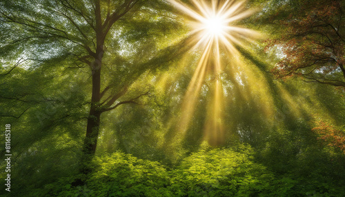 Wonderful Forest With Bright Sunlight