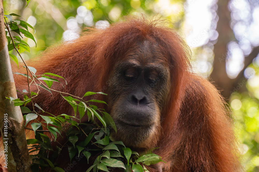 Fototapeta premium Orang-Utan Sumatra Indonesia