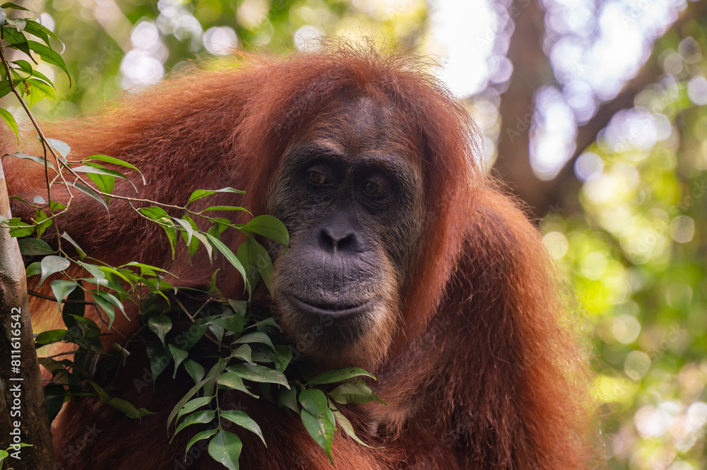 Fototapeta premium Orang-Utan Sumatra Indonesia