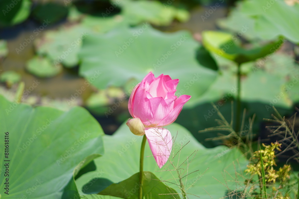 Lotus pond in the summer in Long An, Vietnam Lotus pond in the summer in Long An, Vietnam