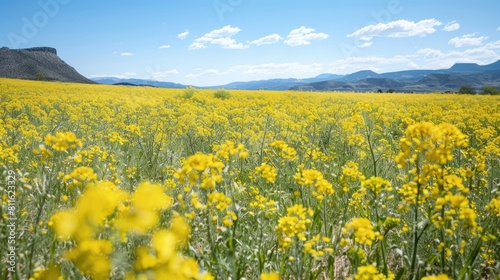 Field filled with canola flowers