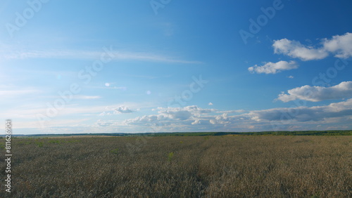 Ears of golden wheat. Background of ripening ears of meadow wheat field. Agricultural landscape. Wide shot.