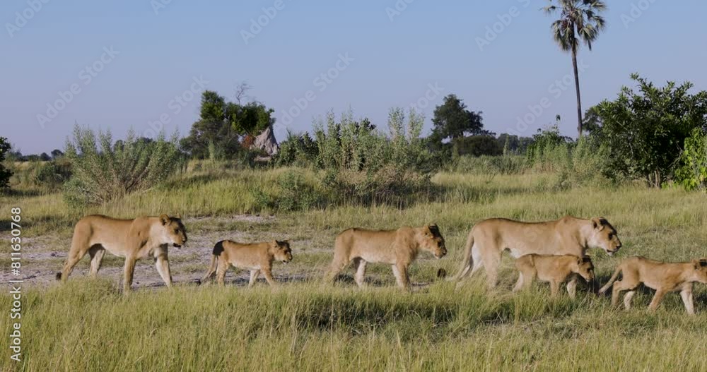 Close-up. Spectacular large group of lionesses walking with young cubs in the African bush Close-up. Spectacular large group of lionesses walking with young cubs in the African bush