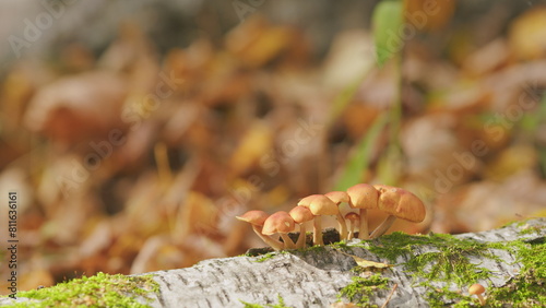 Orange brown colored honey fungus. Fall gifts of nature. Edible mushrooms growing. Selective focus.