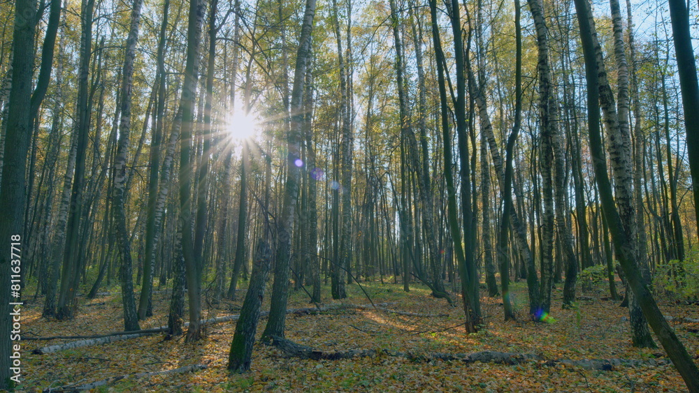 Obraz premium Autumn nature landscape with bright sunbeams. Sunlight sunrays shine through woods in forest landscape. Timelapse.