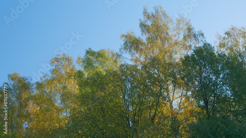 Trees with bright colored leaves. Autumn forest against a blue sky. Seasons changing concept. Real time.