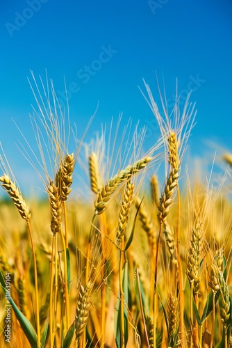 A field of wheat with a blue sky in the background.