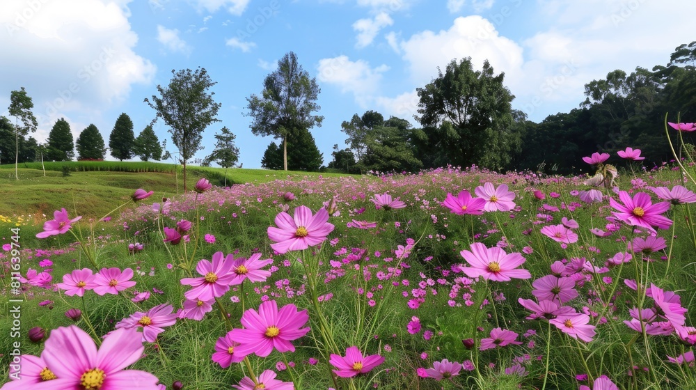 Pink Cosmos Flower At Saraburi Province Flower Garden A Popular Spot for Tourists to Capture Photos with an Entrance Fee of 40 Baht