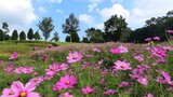 Pink Cosmos Flower At Saraburi Province Flower Garden A Popular Spot for Tourists to Capture Photos with an Entrance Fee of 40 Baht