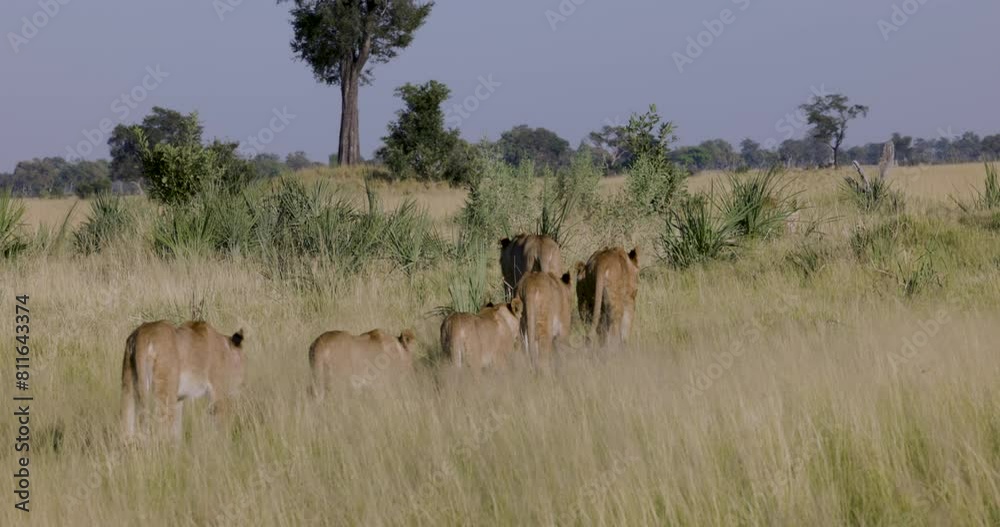 Close-up. Large group of lionesses with young cubs walking away from camera in the African bush Close-up. Large group of lionesses with young cubs walking away from camera in the African bush