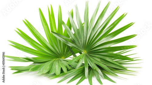 Fresh Saw Palmetto Leaves Isolated on a White Background, Vibrant Green Foliage