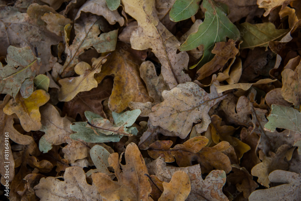 Fallen oak leaves on the ground in autumn, close-up