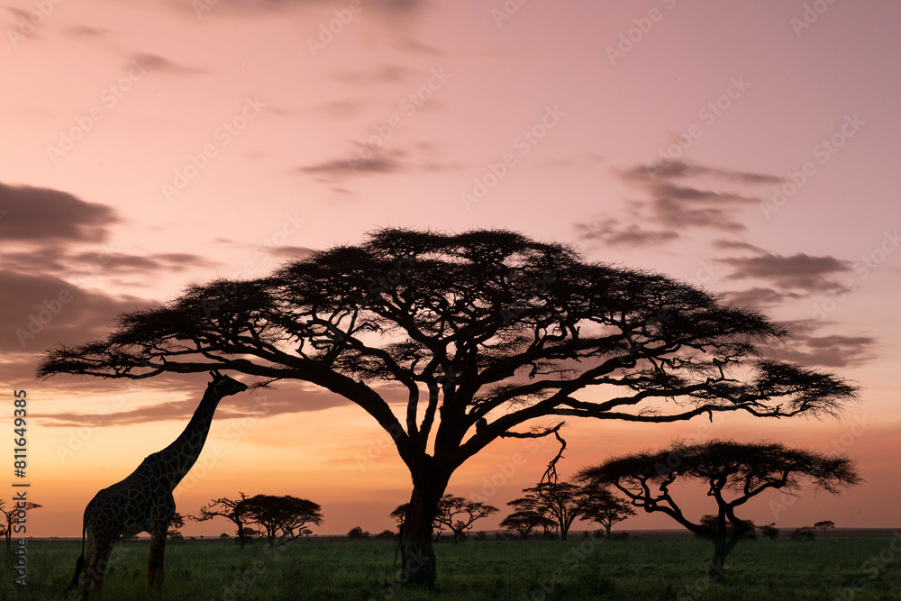 A giraffe feeds from a tall tree against a brilliant colorful su A giraffe feeds from a tall tree against a brilliant colorful su